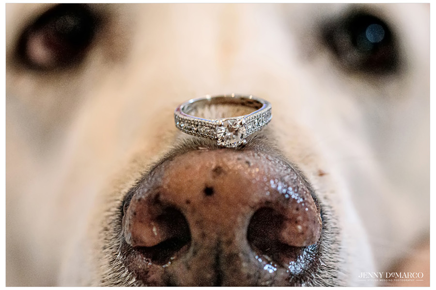 Dog with wedding band on nose